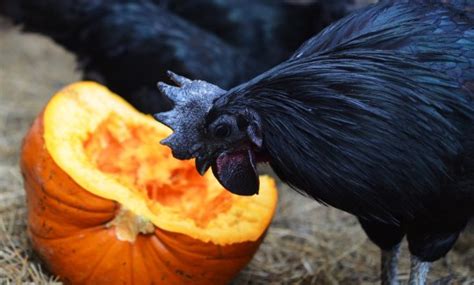 This Goth Chicken Is Entirely Black From Its Feathers To Its Bones