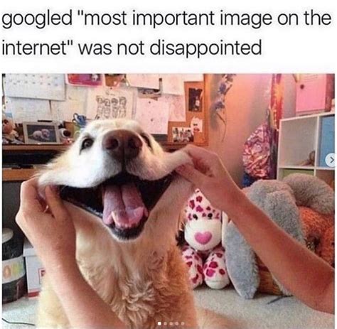 36 Doggo Memes To Keep The Good Times Rolling Funny Animal Memes Dog