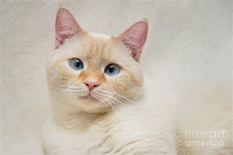 Flame Point Siamese Cat By Amy Cicconi