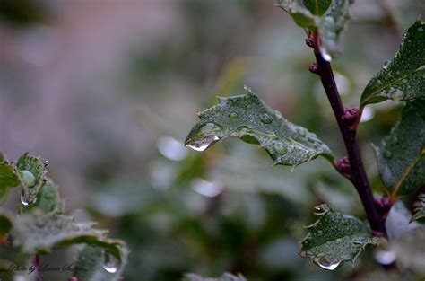 2015 12 23 Raindrops On Holly Harleygma80 Flickr