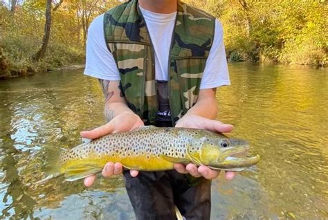 Brown Trout From The Current River In Missouri Flyfishing