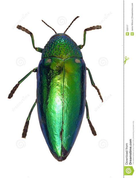 Photo About Shiny Green Beetle Isolated On A White Background Image Of