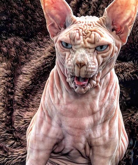 Meet Xherdan The Naked Cat With Countless Wrinkles And A Terrifying