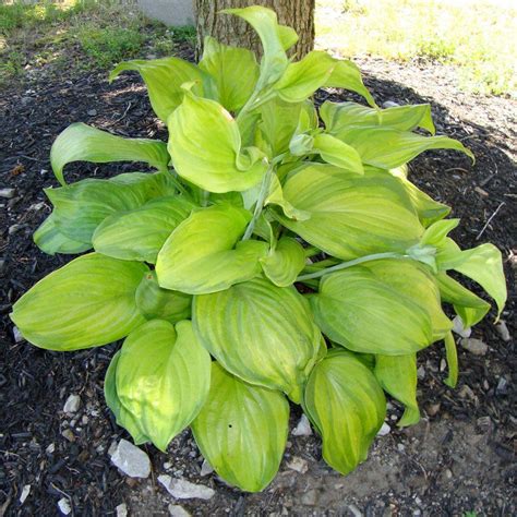 Onlineplantcenter 15 Gal Guacamole Hosta Plant H026cl The Home Depot