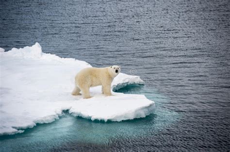 Polar Bear Walking On Sea Ice Stock Photo Image Of Winter Snow 78691978