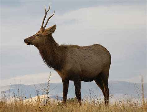 Young Male Elk With Horns Eating Grass Photograph By William Perry