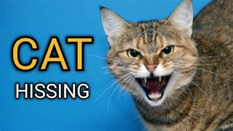 Cat Hissing And Growling Sound To Get Your Cats Attention Guaranteed