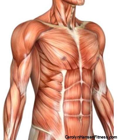 Being aware of the different muscles of the body and their exact location, helps you make your workout more effective and targeted. 8 Fat Loss and Abdominal Shaping Myths…