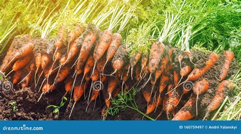 Harvesting Carrot On The Field Growing Organic Vegetables Seasonal