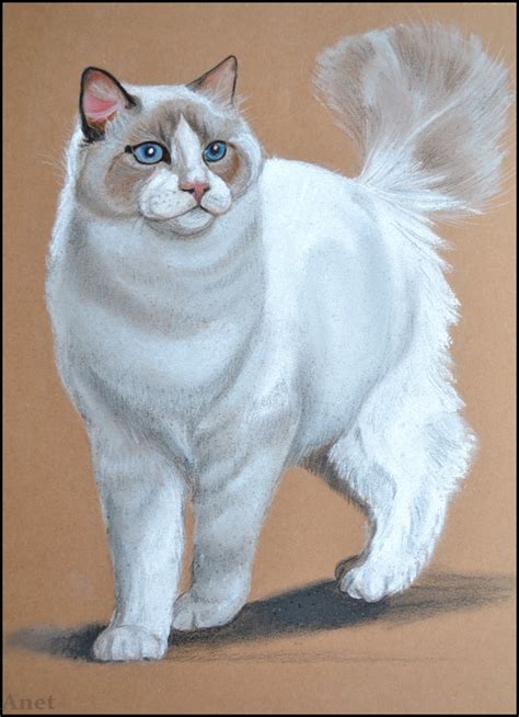 Drawing Ragdoll Cat By Ennete On Deviantart