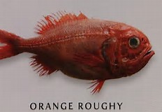 Image result for orange roughy