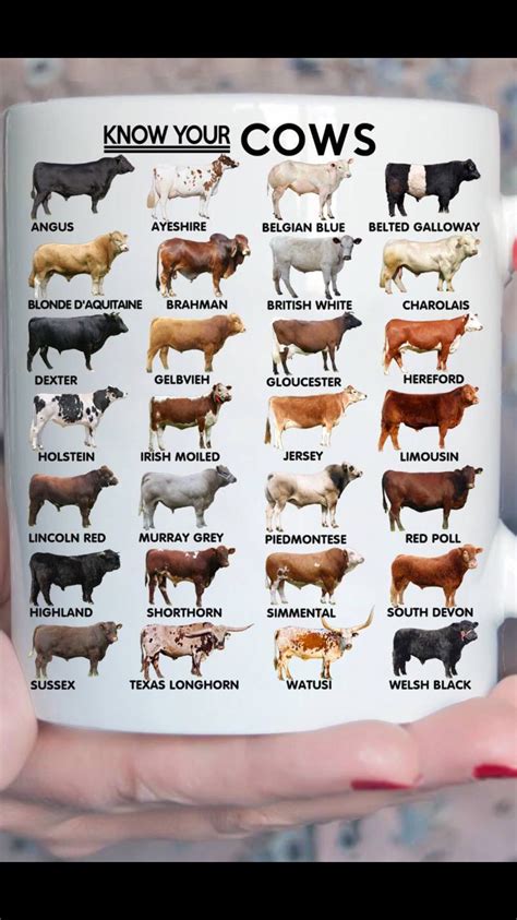 Pin By Cassidy King On Cows Raising Farm Animals Cattle Farming