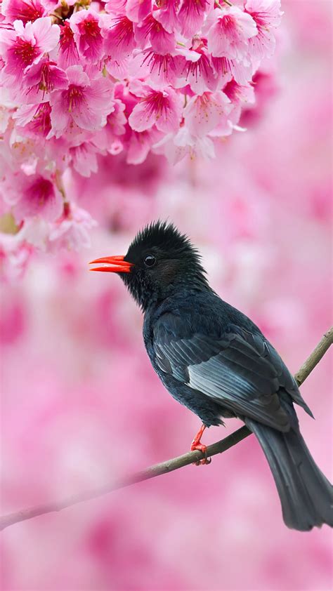 Find the greates flower wallpapers on pexels which are free to download and use as background images on your mac computer, macbook and windows computer. Black Bulbul Sakura Tree Pink Flowers 4K Ultra HD Mobile ...