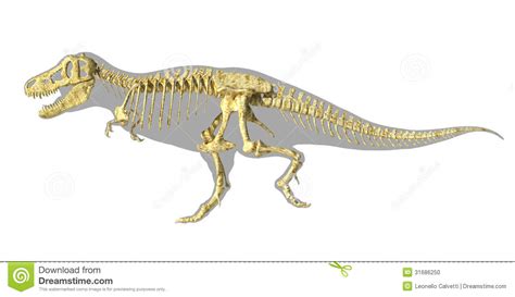 In forest northwest of van horn. T-Rex Dinosaur Photo-realistic Full Skeleton, Side View ...