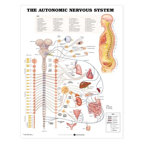 Functionally, the nervous system has two main subdivisions: The Autonomic Nervous System Anatomical Chart 20'' x 26''