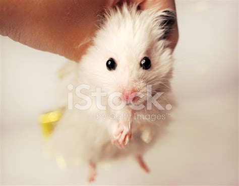White Syrian Hamster Stock Photo Royalty Free Freeimages