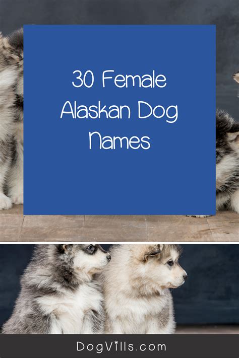 60 Stunning Alaskan Dog Names For Male And Female Pups Dog Names