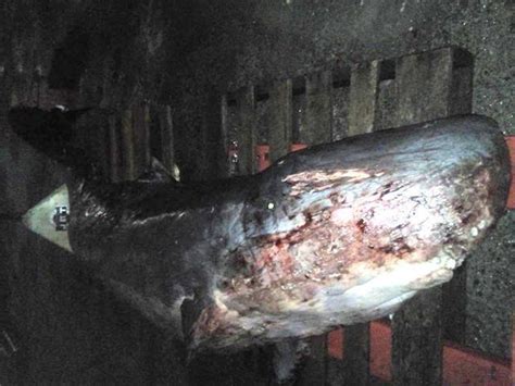 Endangered Pygmy Sperm Whale Found Dead In Davao Gulf