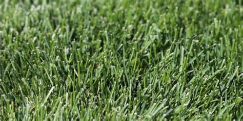 Fescue Vs Bluegrass Which Is Right For Your Lawn Gfl Outdoors