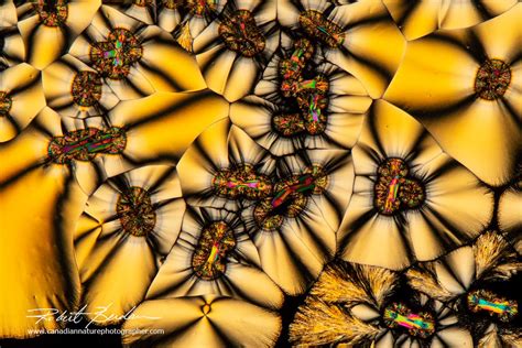 Crystals Photographed With Polarization Microscopy The Canadian