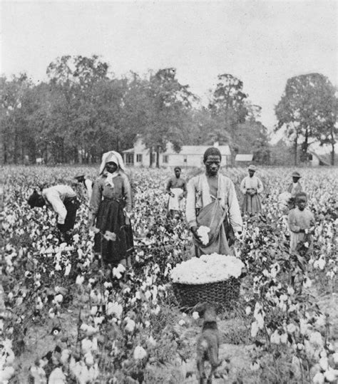 Schiavi Al Lavoro In Un Campo Di Cotone Georgia 1898 Black History