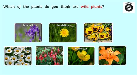 Ks1 Science Plants Powerpoints And Worksheets Teaching Resources