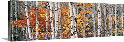 Birch Trees Wall Art Canvas Prints Framed Prints Wall Peels Great