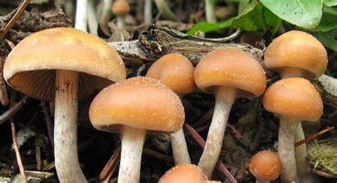 Inside the Push to Legalize Magic Mushrooms for Depression and PTSD ...