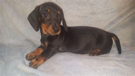 Missi newman,ross newman, piebald,dapple,isabella,chocolate and tan, black and tan, red,wild boar,shipping available,experienced. KENNEL CLUB REGISTERED MINIATURE DACHSHUND PUPPIES | Neath ...