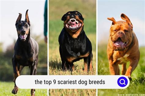 The Top 9 Scariest Dog Breeds Scary With Photos Oodle Life