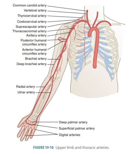Aorta And Its Branches Blood Vessel Pathways And Divisions