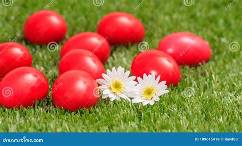 Easter Eggs And White Daisies On Green Grass Close Up View Stock Photo
