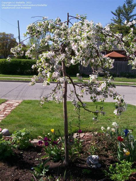 Plantfiles Pictures Flowering Crabapple Red Jade Malus