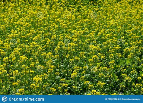 Wide Mustard Flowers Field In The Riverside Stock Image Image Of