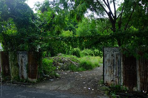 Indonesian Abandoned Garden By Stocksy Contributor Ohlamour Studio