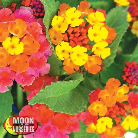 We would like to show you a description here but the site won't allow us. Lantana Irene | Lantana, Valley nursery, Making plant pots