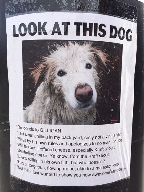 This Hilarious Lost Dog Poster I Found A Couple Years Ago Rfunny