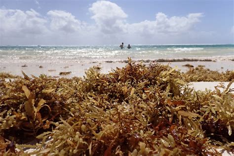 is a giant blob of seaweed really bringing flesh eating bacteria to florida