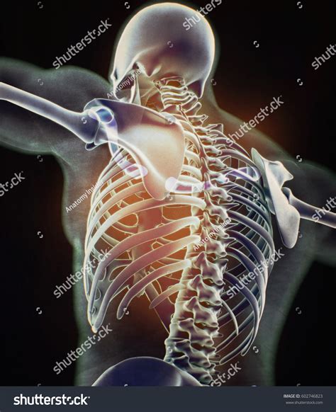 Human Skeleton Anatomy Torso Skeletal Structure Stock Illustration