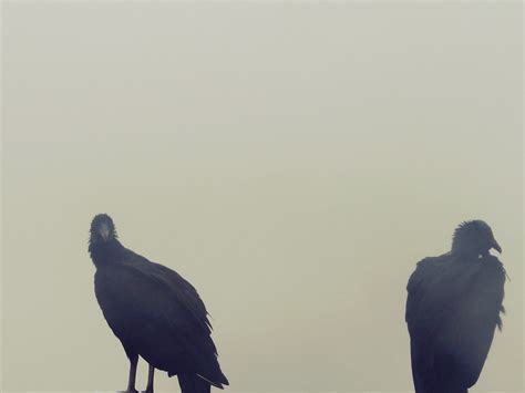 Vultures Ii Aparados National Park Brazil Stolencompass Flickr