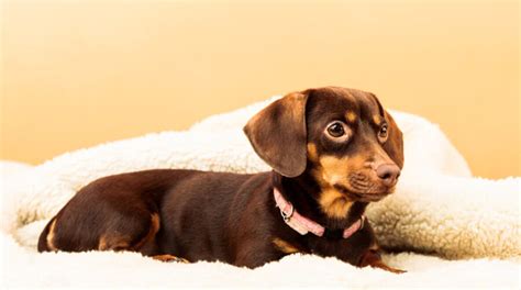 Dachshund Chihuahua Mix Chiweenie Facts And Breed Information