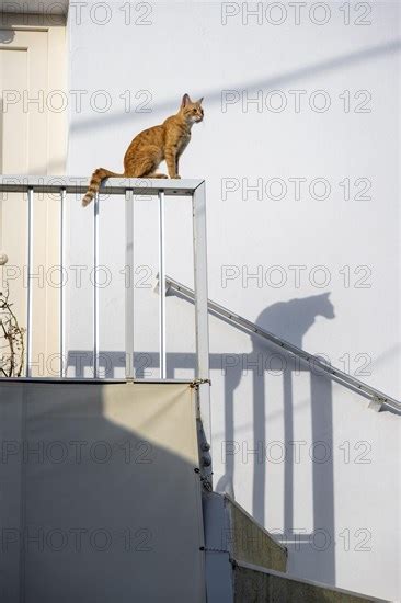 tabby cat sitting on railing photo12 imagebroker moritz wolf