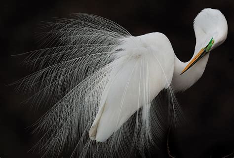 Audubon Crowns The Best Bird Photos Of 2015 Film And Photo Earth