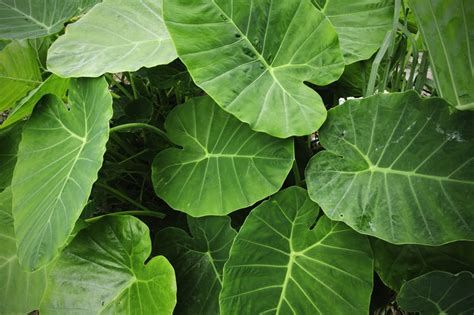 Are Elephant Ear Plants Poisonous To Chickens - are elephant ear plants toxic to birds