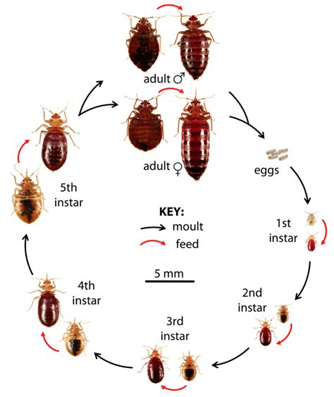 Life Cycle The Bed Bug Foundation