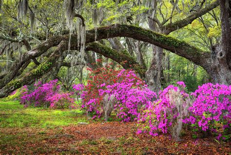 Charleston South Carolina Spring Flowers Lowcountry Landscape