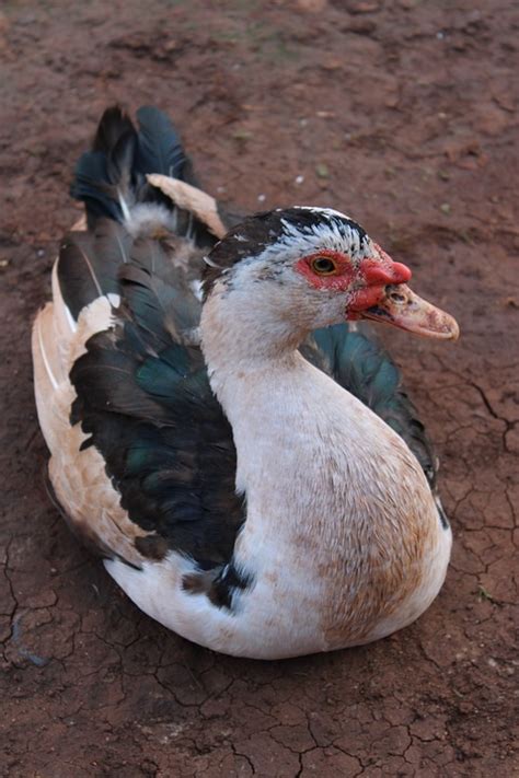 Muscovy Duck Bird Free Photo On Pixabay Pixabay