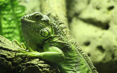 28 Iguana Wallpapers Wallpapersafari