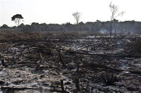 México Perdió Miles De Hectáreas De Bosques En 2016