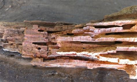 View ratings, photos, and more. Subterranean Termite Control in Santa Clara County ...